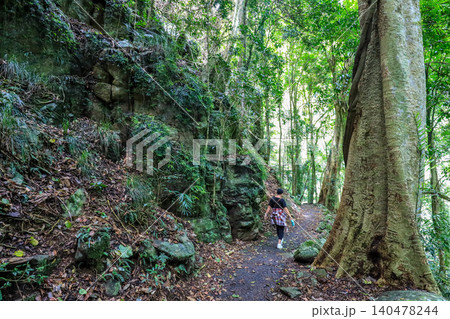 Woman walking along rainforest track in Dorrigo National Park in New South Wales, Australia. Scenic forest landscape showing natural vegetation and outdoor travel experience. Woman walking along rainforest track in Dorrigo National Park in New South Wales, Australia. Scenic forest landscape showing natural vegetation and outdoor travel experience. 140478244