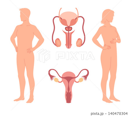 Human Reproductive System Vector Illustration Diagram, Male and Female. Medicine educational information 140478304