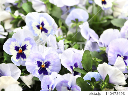 Pansy flowers on sunny beautiful nature spring background. Summer scene with Viola flowers of lilac and violet colors. Horizontal spring banner with white Pansies flowers. Copy space for text 140478498