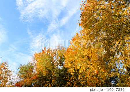 Sunlight filters through the canopy of trees displaying a spectrum of warm autumn colors under a clear sky with wispy clouds Sunlight filters through the canopy of trees displaying a spectrum of warm autumn colors under a clear sky with wispy clouds 140478564