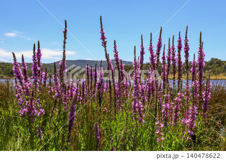 Close up view of purple loosestrife flowers growing at edge of Dumaresq Dam in Armidale, New South Wales, Australia. Detailed botanical scene showing vibrant purple blooms Close up view of purple loosestrife flowers growing at edge of Dumaresq Dam in Armidale, New South Wales, Australia. Detailed botanical scene showing vibrant purple blooms 140478622