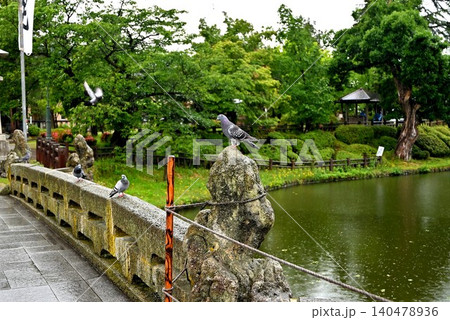 上杉神社の鳩 140478936