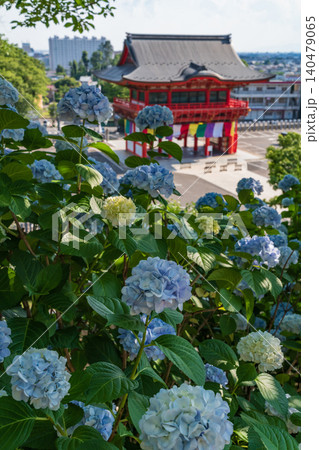 犬山成田山、満開の紫陽花〈愛知県犬山市〉 犬山成田山、満開の紫陽花〈愛知県犬山市〉 140479065