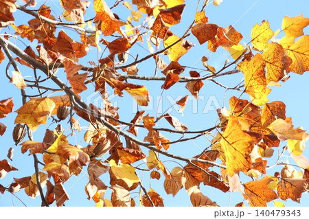 紅葉のある風景 紅葉のある風景 140479343