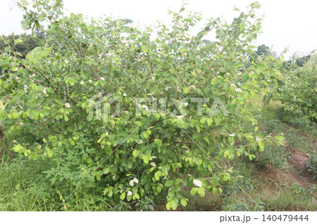 Indian jujube, Ziziphus mauritiana fruit tree farm on field Indian jujube, Ziziphus mauritiana fruit tree farm on field 140479444