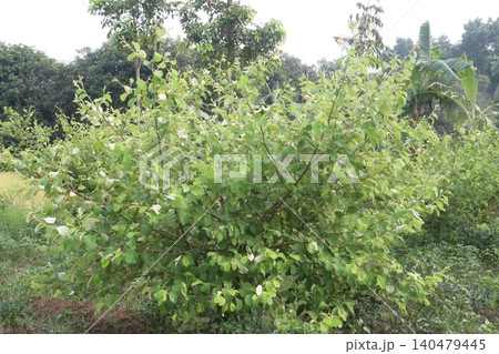 Indian jujube, Ziziphus mauritiana fruit tree farm on field Indian jujube, Ziziphus mauritiana fruit tree farm on field 140479445