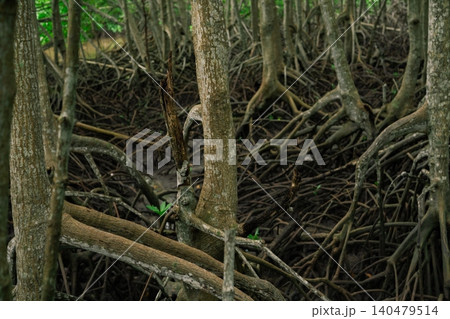 Close-up of mangrove root system in tropical wetland forest. Coastal ecosystem supporting biodiversity. Natural defense against erosion and climate change in tidal swamp environment. Carbon capture. Close-up of mangrove root system in tropical wetland forest. Coastal ecosystem supporting biodiversity. Natural defense against erosion and climate change in tidal swamp environment. Carbon capture. 140479514