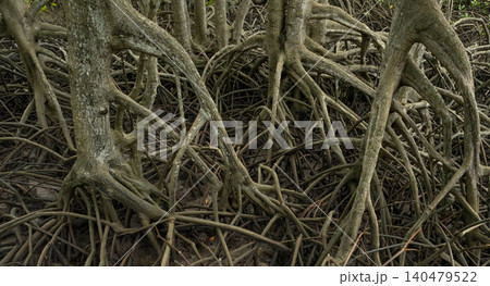 Mangrove tree roots in coastal wetland. Essential natural barrier protecting shorelines from erosion and climate change effects. Vital carbon sequestration ecosystem in tropical tidal swamp regions. Mangrove tree roots in coastal wetland. Essential natural barrier protecting shorelines from erosion and climate change effects. Vital carbon sequestration ecosystem in tropical tidal swamp regions. 140479522