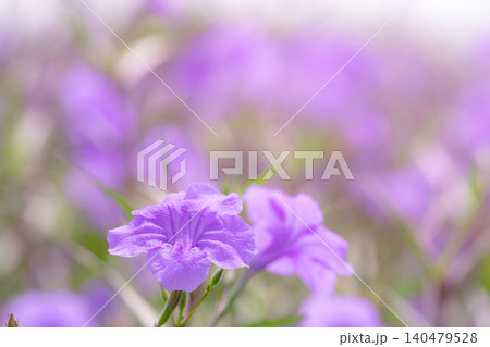 Selective focus on a purple flower in a flower garden. Beauty in nature. The fragility of purple petal flowers on sunny day. Flower field. Vibrant spring and summer garden. Purple flower bloom. Selective focus on a purple flower in a flower garden. Beauty in nature. The fragility of purple petal flowers on sunny day. Flower field. Vibrant spring and summer garden. Purple flower bloom. 140479528
