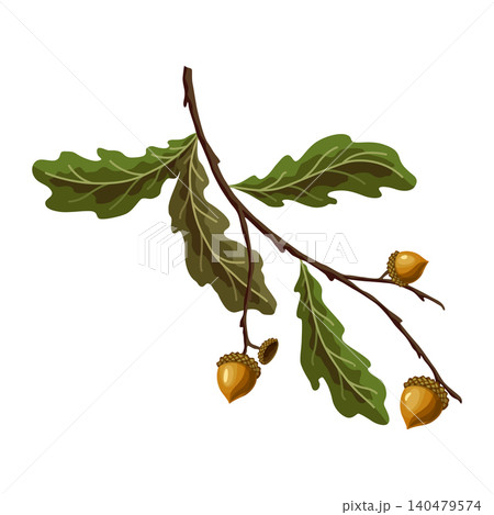 Oak branche with acorns and green leaves Oak branche with acorns and green leaves 140479574