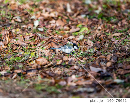 早春の梅林に遊びに来たかわいいシジュウカラ 早春の梅林に遊びに来たかわいいシジュウカラ 140479631