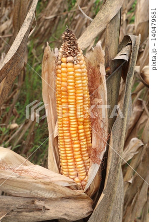 ripe maize stock with tree in the firm ripe maize stock with tree in the firm 140479681