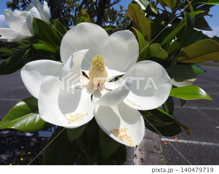 初夏に大輪の白い花を咲かせる「タイサンボク」 初夏に大輪の白い花を咲かせる「タイサンボク」 140479719