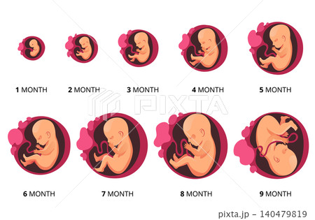 Embryo month stage growth, fetal development vector flat infographic icons. Medical illustration of foetus cycle from 1 to 9 month to birth Embryo month stage growth, fetal development vector flat infographic icons. Medical illustration of foetus cycle from 1 to 9 month to birth 140479819
