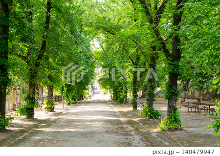 A serene, treelined pathway in a lush green park creates a stunning natural canopy, symbolizing lifes journey, peace, and mindfulness. Ideal for wellness and travel concepts. A serene, treelined pathway in a lush green park creates a stunning natural canopy, symbolizing lifes journey, peace, and mindfulness. Ideal for wellness and travel concepts. 140479947