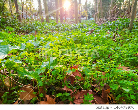 Radiant sunbeams illuminate a carpet of fresh green clovers and crisp autumn leaves on a peaceful forest floor. A beautiful metaphor for natures vitality and seasonal transitions. 140479976