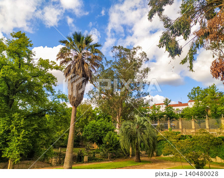 Experience a lush botanical garden featuring towering palm trees and vibrant green foliage under a beautiful summer sky. Perfect for travel, nature, and environmental designs. 140480028