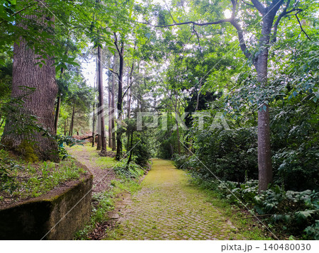 This scenic, mosscovered cobblestone path winds through a lush, sunlit green forest, evoking a peaceful journey. Perfect for themes of nature, adventure, tranquility, and wellness. This scenic, mosscovered cobblestone path winds through a lush, sunlit green forest, evoking a peaceful journey. Perfect for themes of nature, adventure, tranquility, and wellness. 140480030