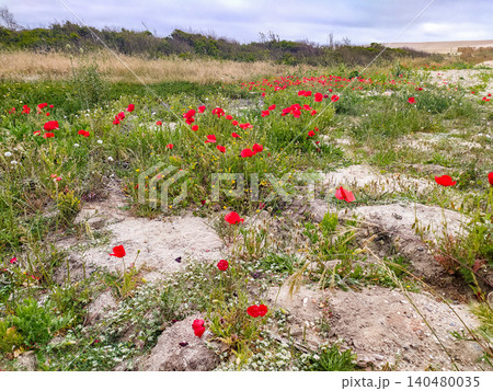 Vibrant wild red poppies bloom beautifully in sandy soil, showcasing natures resilience. This scenic coastal landscape is perfect for environmental, travel, and springthemed designs. 140480035