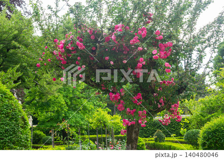 Vibrant pink climbing roses bloom abundantly on a tree trunk in a lush, manicured formal garden, symbolizing natural beauty, romance, and springtime renewal. Perfect for floral designs. Vibrant pink climbing roses bloom abundantly on a tree trunk in a lush, manicured formal garden, symbolizing natural beauty, romance, and springtime renewal. Perfect for floral designs. 140480046