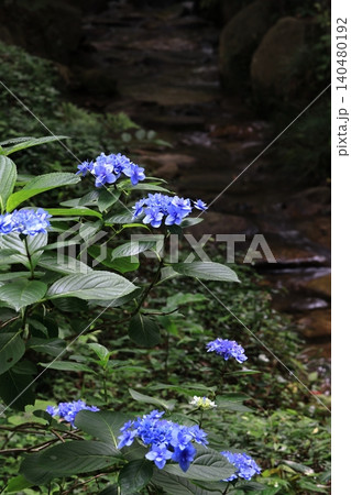 梅雨の合間に咲く川縁の紫陽花 140480192