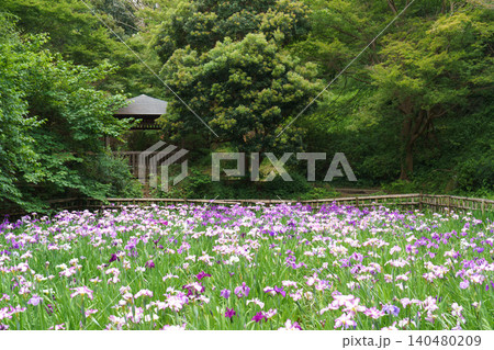見頃を迎えた花菖蒲と緑豊かな日本庭園の風景 見頃を迎えた花菖蒲と緑豊かな日本庭園の風景 140480209