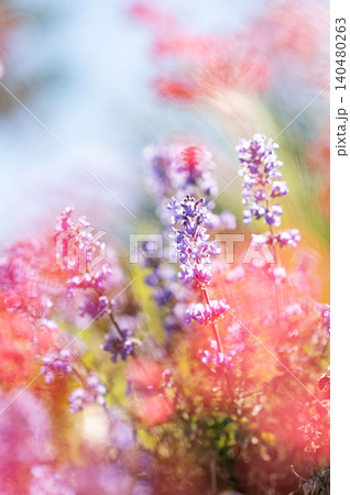 Fabulous purple and pink wildflowers in soft focus in warm summer sunlight. Fabulous purple and pink wildflowers in soft focus in warm summer sunlight. 140480263