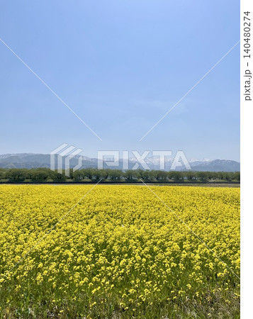 美しいコントラスト・菜の花と雄大な山岳風景 富山県朝日町 美しいコントラスト・菜の花と雄大な山岳風景 富山県朝日町 140480274