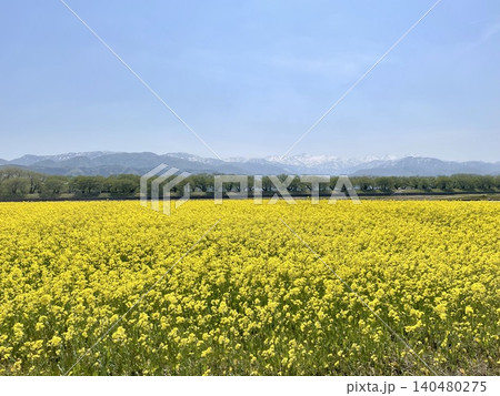 自然の風景・菜の花畑と雪山のパノラマ 富山県朝日町 自然の風景・菜の花畑と雪山のパノラマ 富山県朝日町 140480275