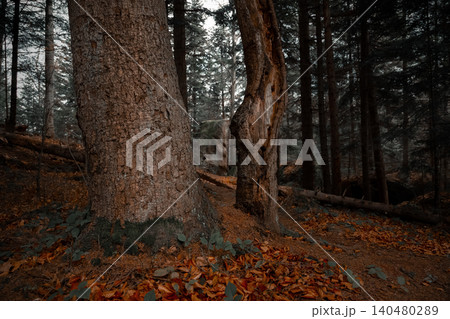 A dense forest floor covered in fallen leaves and mossy tree trunks showcases the rich brown hues of autumn A dense forest floor covered in fallen leaves and mossy tree trunks showcases the rich brown hues of autumn 140480289