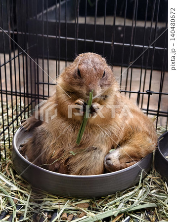 A cozy view of a small marmot surrounded by pleasant natural light. A cozy view of a small marmot surrounded by pleasant natural light. 140480672