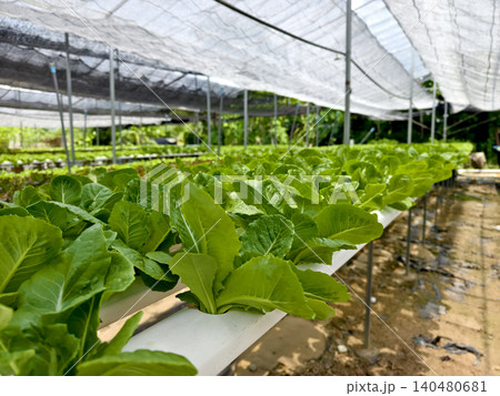 Rows hydroponic lettuce seedlings in greenhouse, commercial farming operation with white rows Rows hydroponic lettuce seedlings in greenhouse, commercial farming operation with white rows 140480681