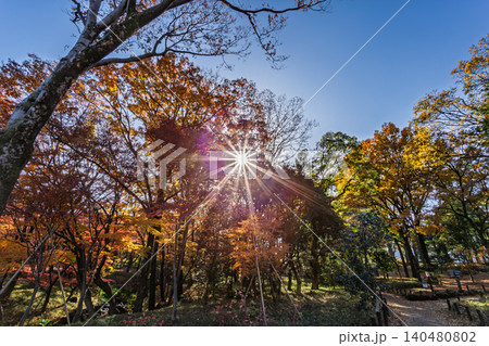 鮮やかな紅葉の木々の間から輝く美しい太陽の光条 北の丸公園 2023年12月 140480802