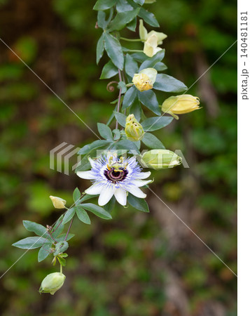 トケイソウの花と蕾と葉 トケイソウの花と蕾と葉 140481181