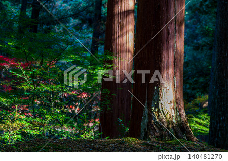 静岡県周智郡森町一宮 小國神社と周辺の風景 静岡県周智郡森町一宮 小國神社と周辺の風景 140481270