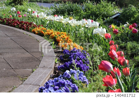 春の川岸の公園に咲くカラフルなチューリップの花とパンジーの花 140481712