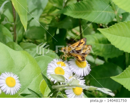 群馬の里山で白い花の蜜を吸うキマダラセセリ 群馬の里山で白い花の蜜を吸うキマダラセセリ 140481750
