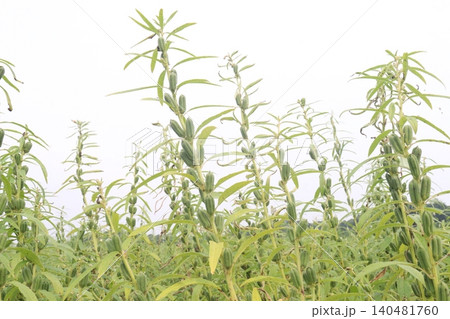 Sesame plant on farm for oil Sesame plant on farm for oil 140481760