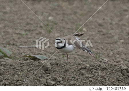 スサーの姿を見せるコチドリ・野鳥の行動写真 140481789