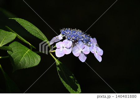 暗闇に浮かぶ額紫陽花の静かな彩り 暗闇に浮かぶ額紫陽花の静かな彩り 140481880