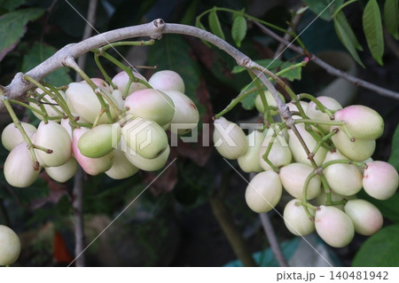 Thai White Jamun plant on farm 140481942