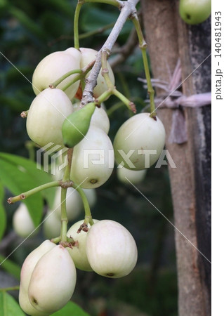 Thai White Jamun plant on farm 140481943
