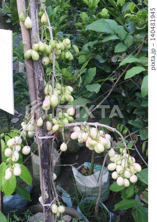 Thai White Jamun plant on farm Thai White Jamun plant on farm 140481945