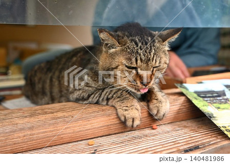 長岳寺のマスコット猫 140481986