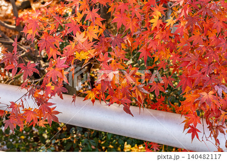 白い手すりに映える鮮やかな赤色のモミジの紅葉 北の丸公園 2023年12月 白い手すりに映える鮮やかな赤色のモミジの紅葉 北の丸公園 2023年12月 140482117