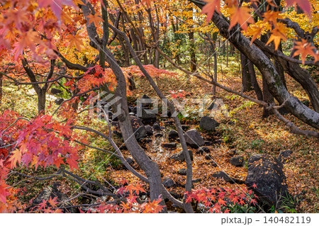 鮮やかな紅葉のモミジに彩られた北の丸公園の小川と岩 2023年12月 鮮やかな紅葉のモミジに彩られた北の丸公園の小川と岩 2023年12月 140482119