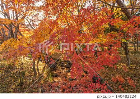 木漏れ日と太陽の光が差し込む鮮やかな紅葉の森と小川 北の丸公園 2023年12月 木漏れ日と太陽の光が差し込む鮮やかな紅葉の森と小川 北の丸公園 2023年12月 140482124