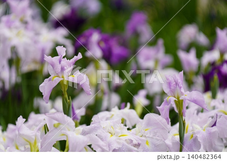 柳生花菖蒲園で花菖蒲の花が咲いています 140482364