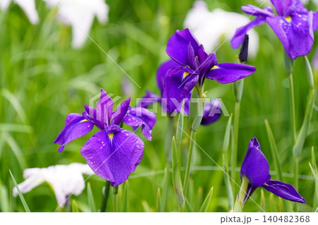 柳生花菖蒲園で花菖蒲の花が咲いています 140482368