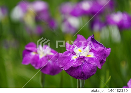 柳生花菖蒲園で花菖蒲の花が咲いています 柳生花菖蒲園で花菖蒲の花が咲いています 140482380